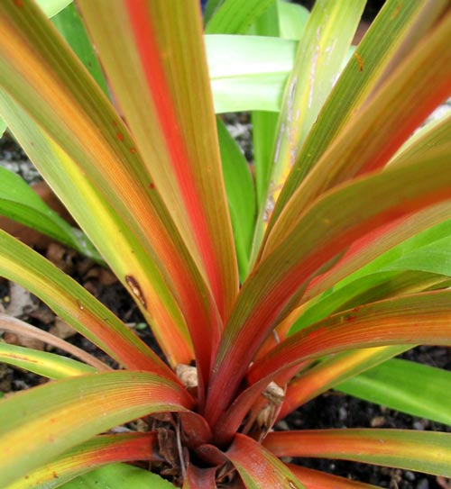  So far this cordyline is growing in a pot on the house patio. 