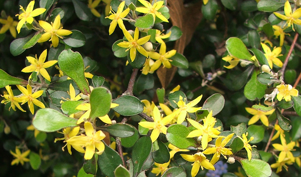  Tiny starry yellow flowers in late spring. 