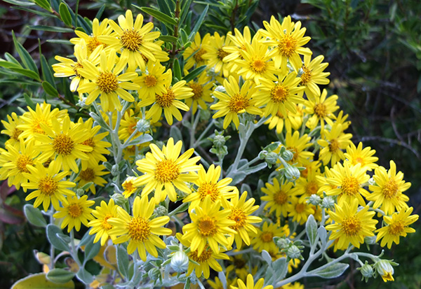  A pretty New Zealand native with grey foliage. 