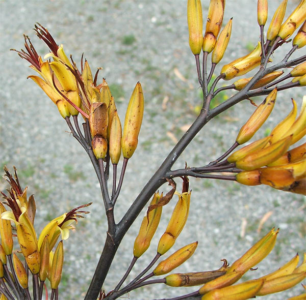  I think this is a phormium cookianum species flax. 