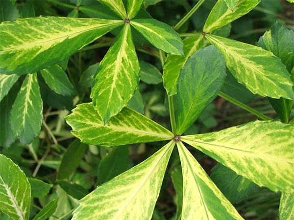  Beautiful variegations of gold and green. 