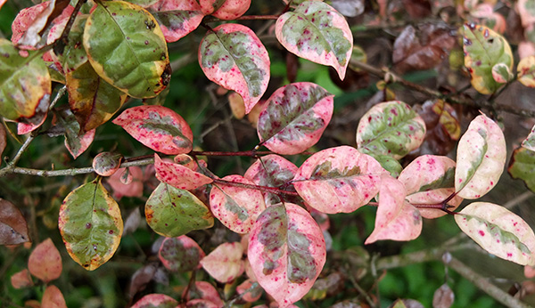  New Zealand Myrtle. 