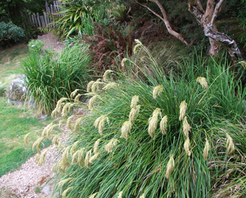  Chinocloa and tussocks. 