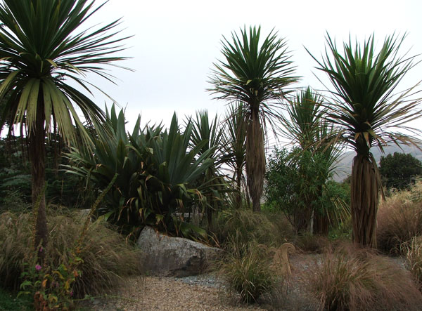  A real New Zealand garden! 