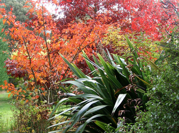 A large green flax in an autumn border. 