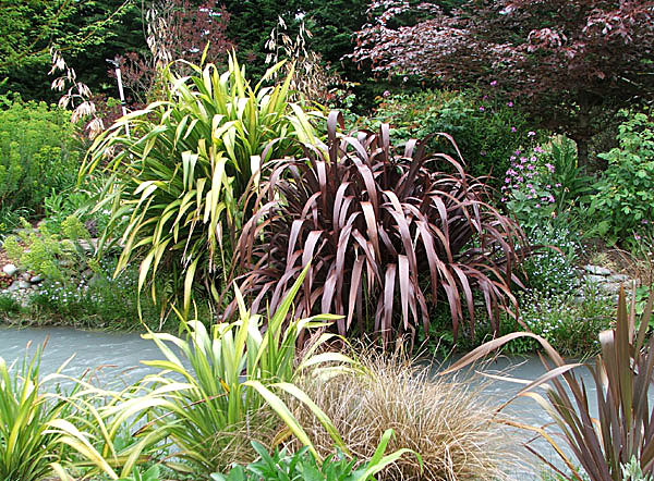  Two large cookianum hybrids by the stream. 