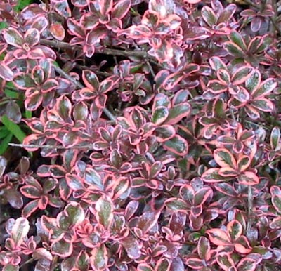  This Coprosma lives next door to the sedum Autumn Joy in the Hen House garden. 