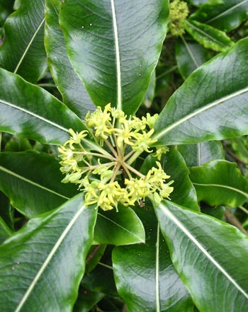  A subtle flowering shrub. 