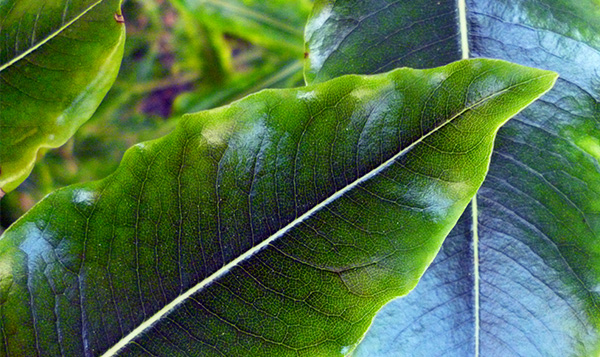  Such beautiful veiny detail. 