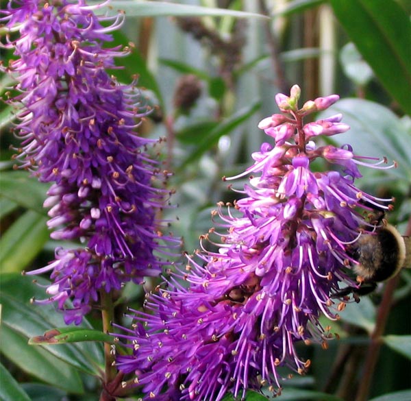  The bees love these purple flowers. 