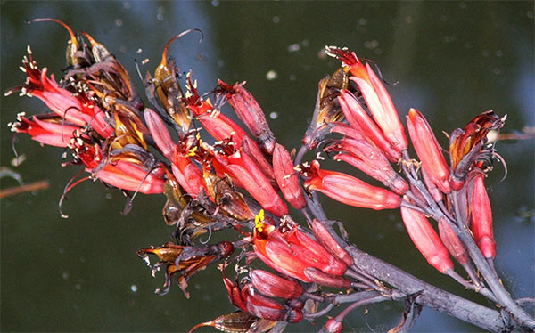  This is a species phormium tenax flowering. 