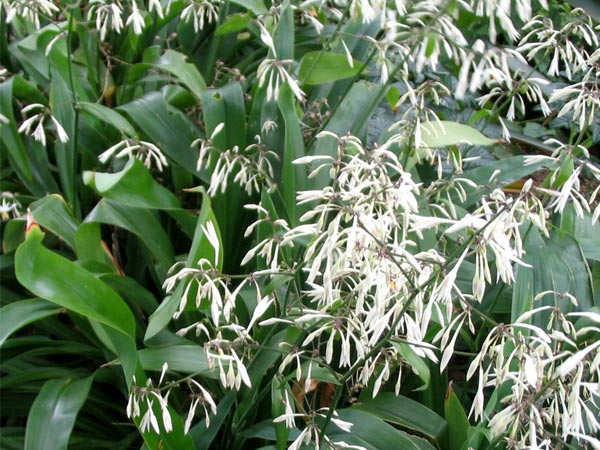  This New Zealand native plant starts flowering in early summer. 