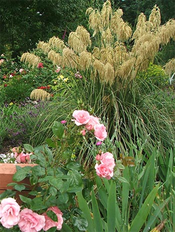  I love mixing New Zealand natives with traditional plants. 