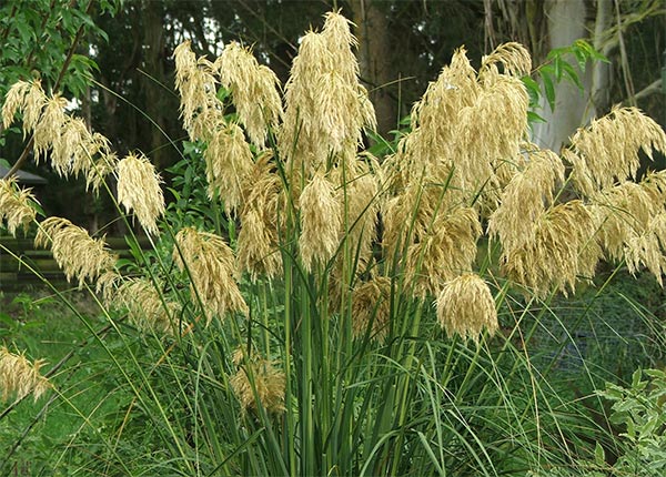  Ha! The South Island native Cortaderia. 