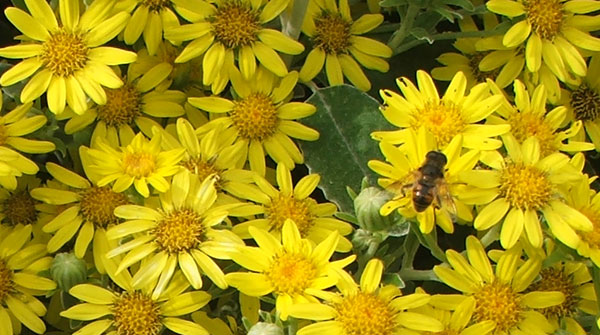 Yellow+daisies+pictures