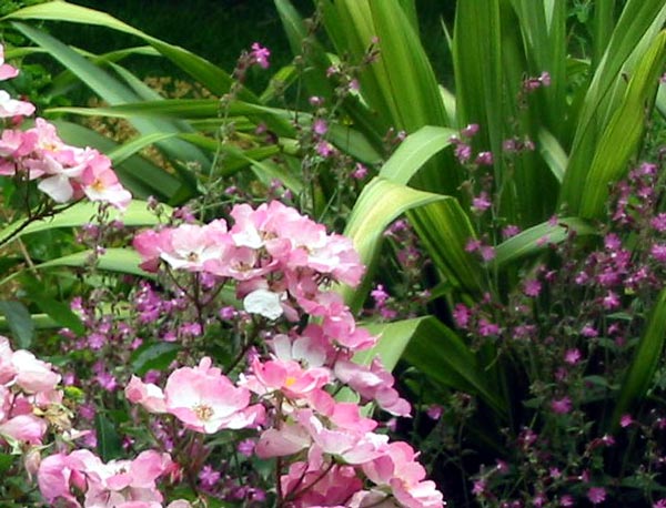 This is the side garden in the Pond Paddock in summer 2003. 