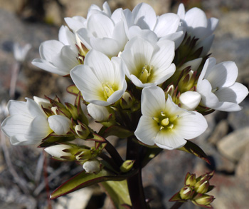  A strong growing flower. 