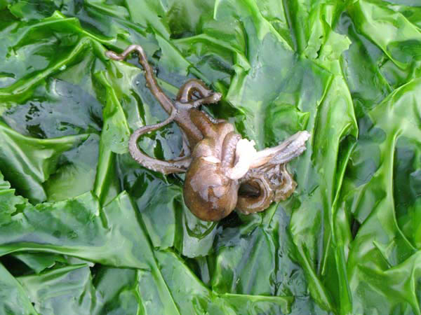  Stuck in the sea lettuce. 