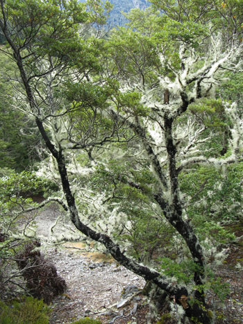  Covered with hanging lichen. 