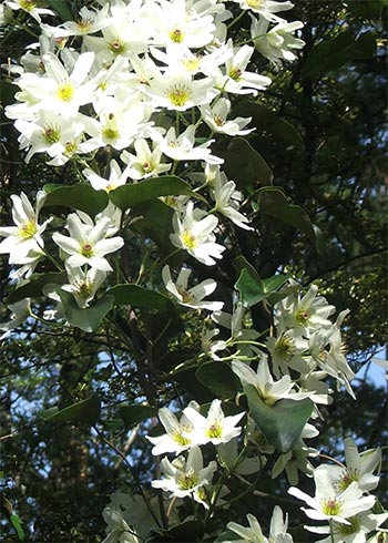  A New Zealand native, flowering in late spring. 