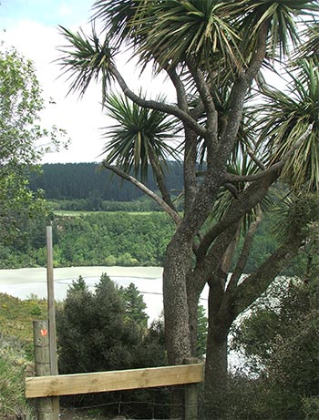  Yet another photograph of this New zealand tree. 