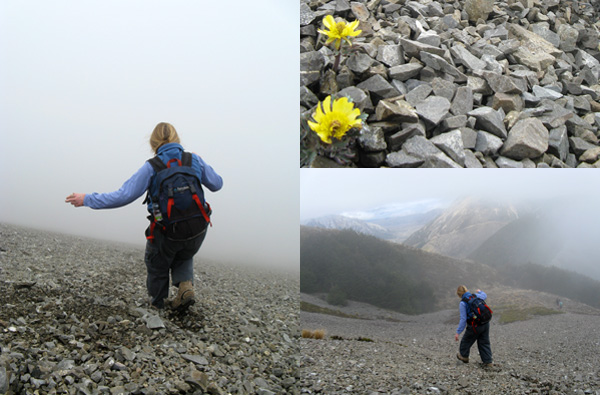  Brave yellow daisies grow in the rocks. 