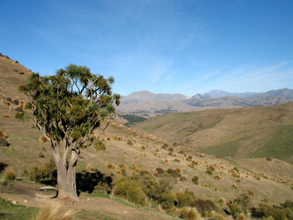  Another really large tree. 