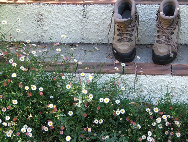  Drying in the sun by the daisies. 