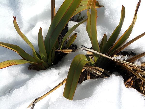  Captured in a natural planting on Mount Richardson. 