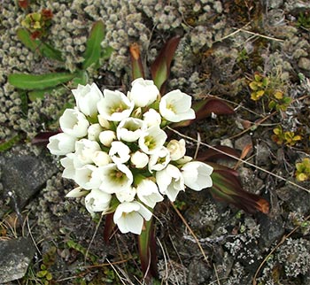  Beautiful sub-alpine plants - the flowers are quite big! 