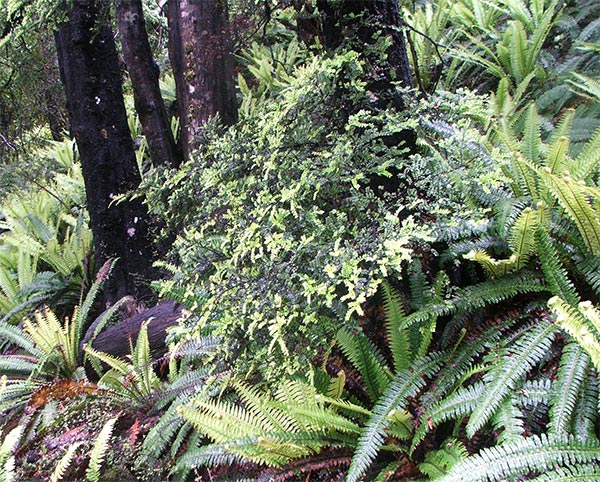  Light and dark green leaves. 