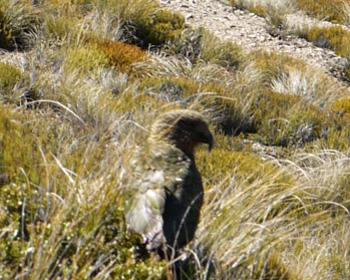  There he is, sitting in the tussock. 