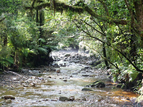  A tributary of the Little Wanganui River. 