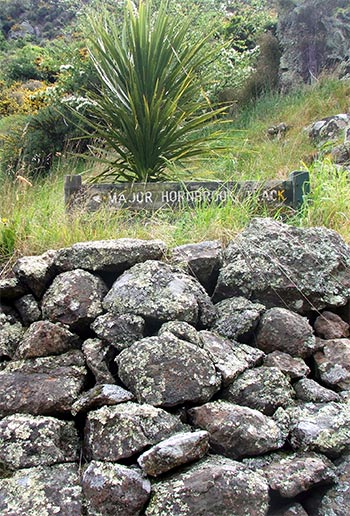  A juvenile cordyline grows above this small patch of volcanic rock wall. 