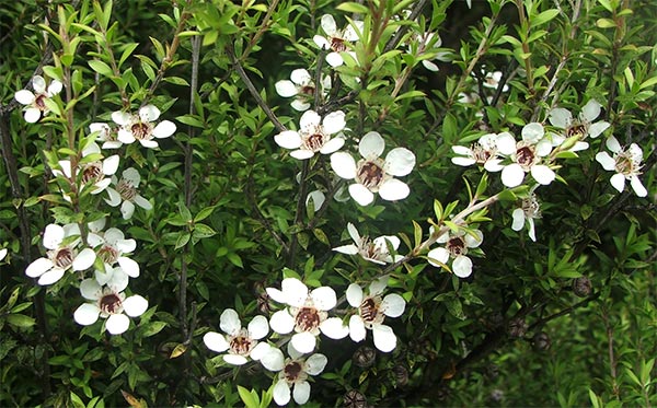  Beautiful tiny whte flowers. 