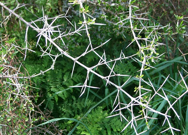  Ouch! This shrub is very, very spiky. 