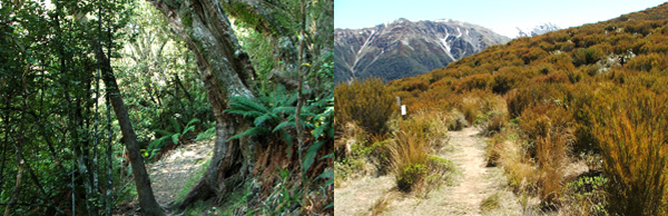  The forest and the tops. 