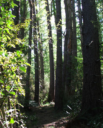  Beech forest. 