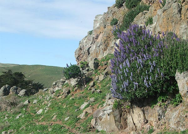  The Echiums (Pride of Madeira) grow like weeds on the peninsula rocks. 