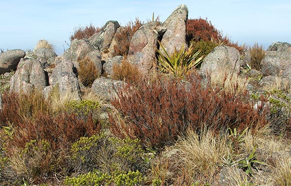  Planted with hebes, astelias and flaxes... 