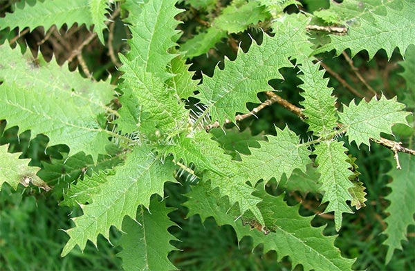 Stinging+plants+in+texas