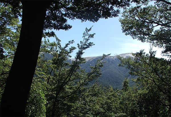  Beautiful forest-clad foothills. 