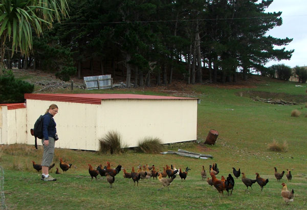  They seemed to communicate well with our walking cook. 