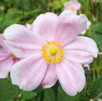  So pretty! But not a strong grower for me. 