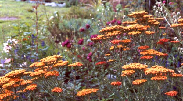 achillea.jpg