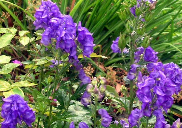 Aconitum Aconitum