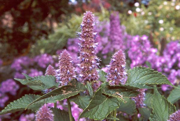 I think the leaves of Agastache could make a rather nice herbal tea. I haven't tried it, though.