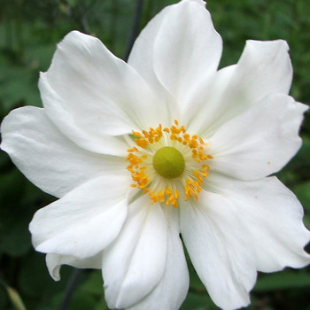 Anemone Flower on Japanese Anemone Flower