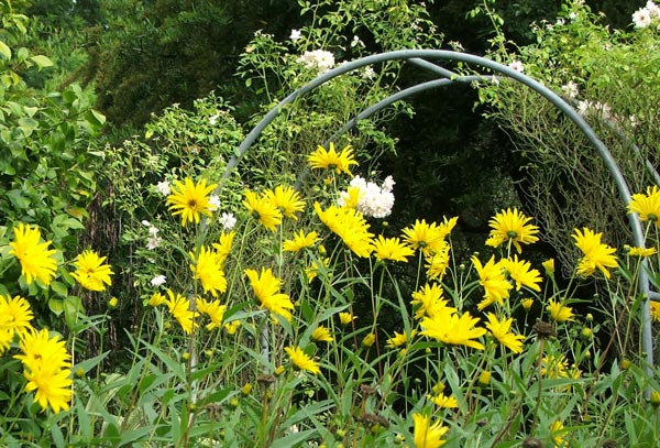  I look forward to these early autumn flowering perennials. 