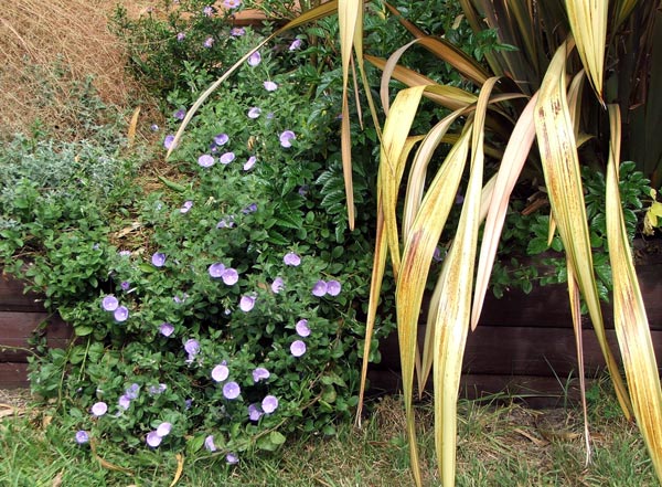  With neighbouring warm pinky cream flax. 